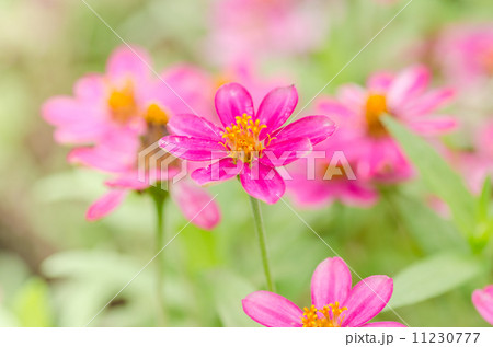 Zinnia flower Zinnia flower 11230777