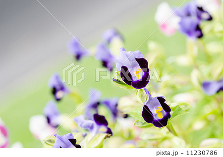 Torenia or Wishbone flowers 11230786