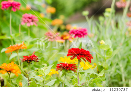 Zinnia flower 11230787