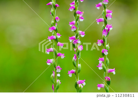 ネジバナ 11230811