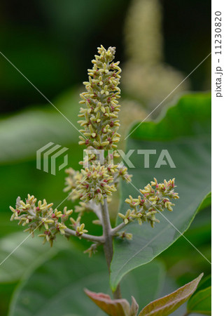 アカメガシワの花 アカメガシワの花 11230820