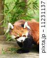 レッサーパンダ レッサーパンダ 11231137