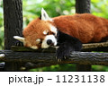 レッサーパンダ(お昼寝中) レッサーパンダ(お昼寝中) 11231138