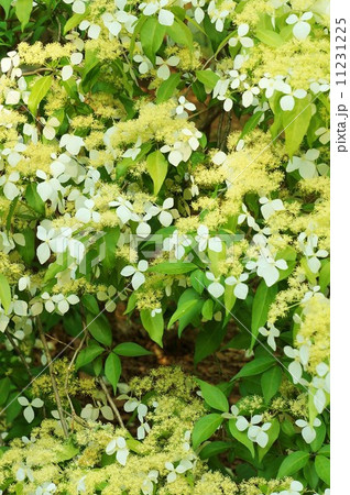 初夏の樹花・ガクアジサイやノリウツギに似るガクウツギの白い装飾花・縦位置 11231225