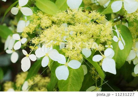初夏の樹花・ガクアジサイやノリウツギに似るガクウツギの白い装飾花・１輪アップ横位置 11231227
