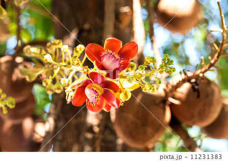 Flower 11231383
