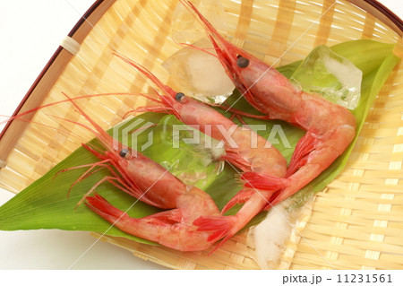 甘海老　北国赤海老　生　食材　白背景 11231561