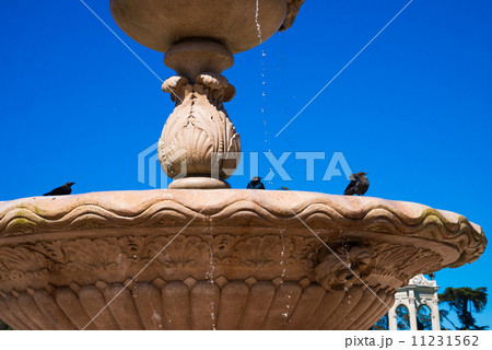 小鳥 小鳥 11231562