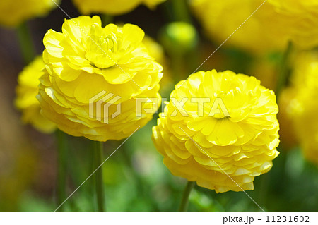 ラナンキュラスの花 ラナンキュラスの花 11231602