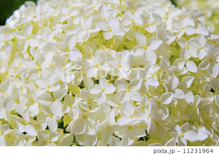 beautiful white hydrangea flowers annabelle in bloom beautiful white hydrangea flowers annabelle in bloom 11231964