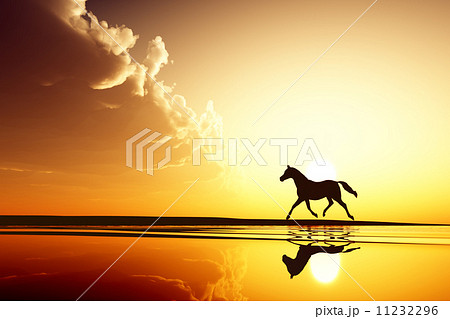 horse walk silhouette 11232296