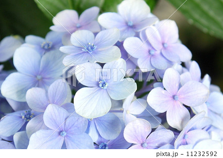 紫陽花 紫陽花 11232592