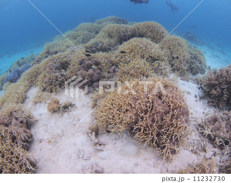 色とりどりのサンゴ礁 11232730