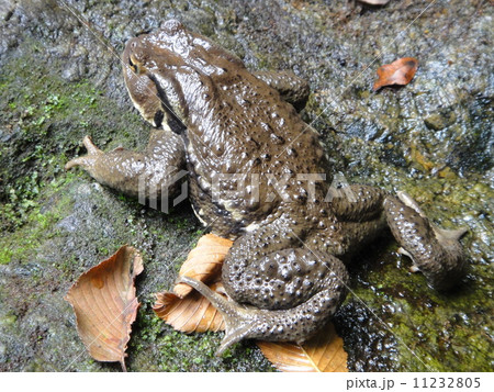アズマヒキガエル 11232805