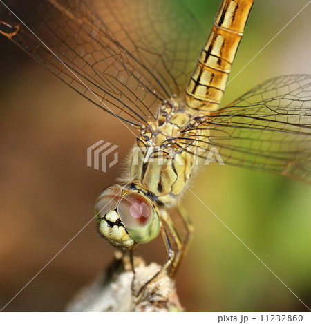 dragonfly 11232860
