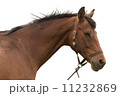 Brown horse head 11232869