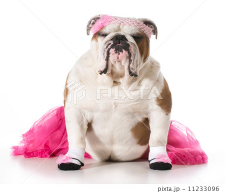 bulldog ballerina bulldog ballerina 11233096