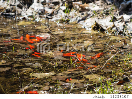 fish in a pond 11233107