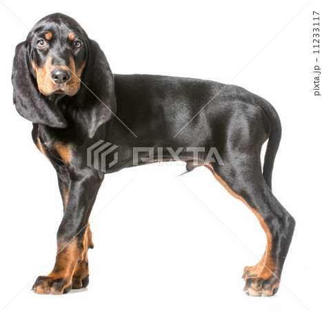 cute puppy 11233117