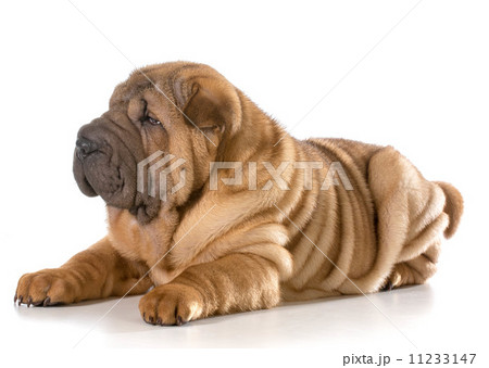 chinese shar pei puppy 11233147