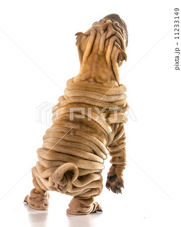 dog dancing 11233149