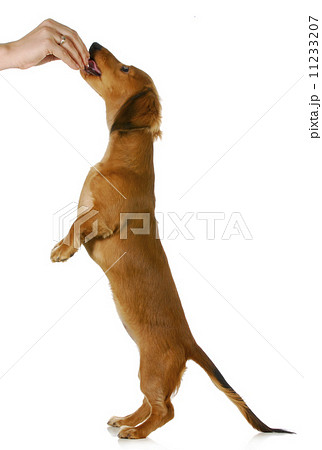 dog begging for food 11233207