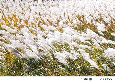 夕暮れのススキ:薄 夕暮れのススキ:薄 11233455