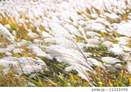 夕暮れのススキ:薄 夕暮れのススキ:薄 11233456