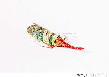 Lantern Fly isolated on white background 11233660