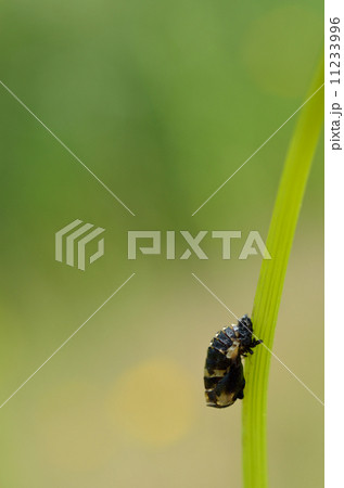 さなぎ　テントウムシ 11233996