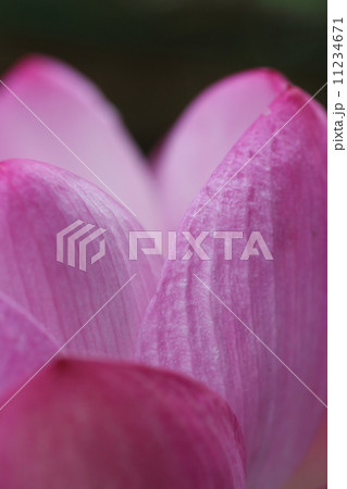 蓮の花 11234671