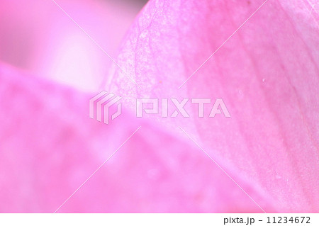 蓮の花 11234672