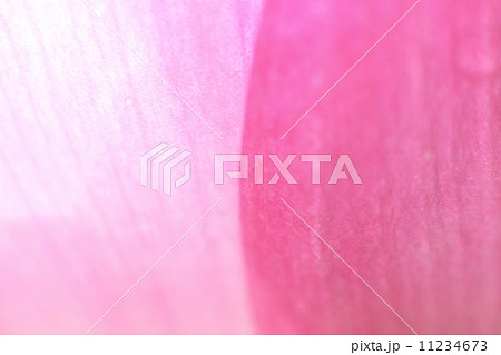 蓮の花 11234673