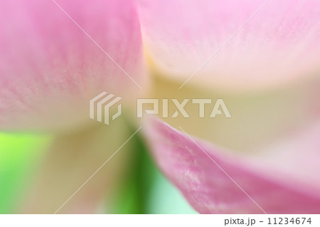 蓮の花 11234674