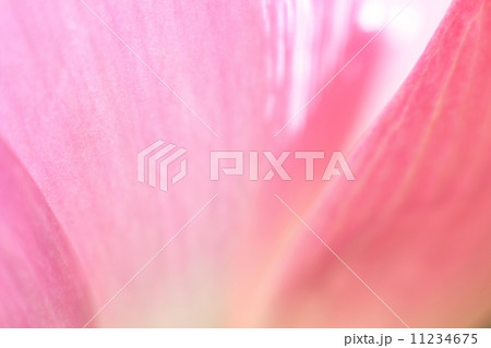 蓮の花 11234675