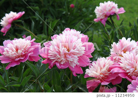 Beautiful pink peony 11234950