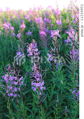 Wild flower Willow-herb in the evening field 11234951