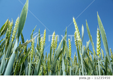 detail of organic green grains against blue sky detail of organic green grains against blue sky 11235450