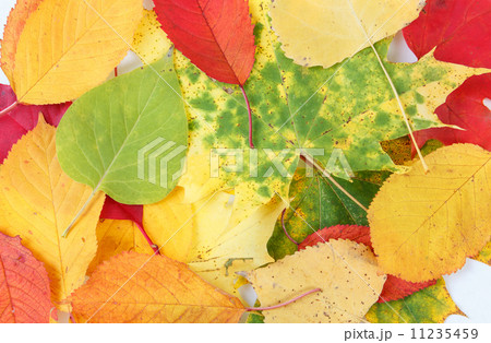 Color composition from autumn leaves Color composition from autumn leaves 11235459