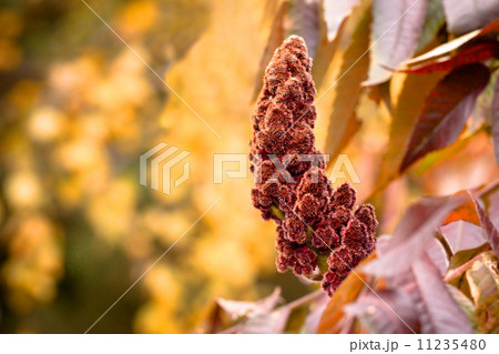 A beautiful autumn background A beautiful autumn background 11235480