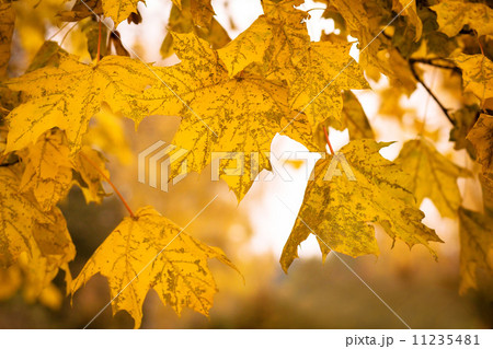 Autumn maple leaves with shallow focus background Autumn maple leaves with shallow focus background 11235481