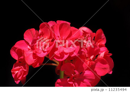 beautiful red flower 11235494