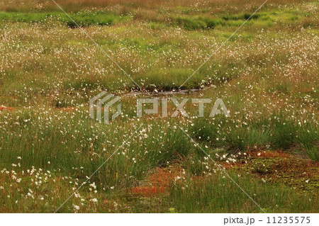 草津白根山　弓池園地のワタスゲ 11235575