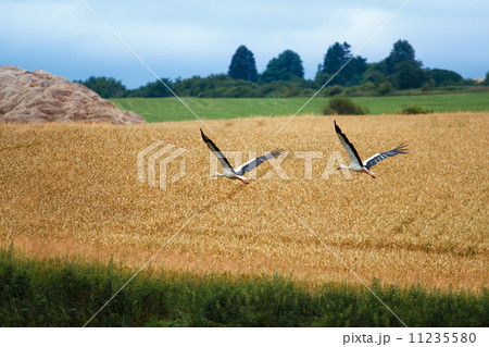 Cicogna bianca, Ciconia ciconia, White Stork 11235580