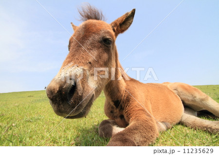 御崎馬 御崎馬 11235629