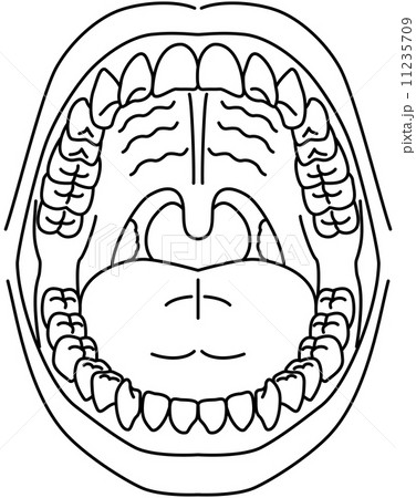 Oral Cavity Stock Illustration
