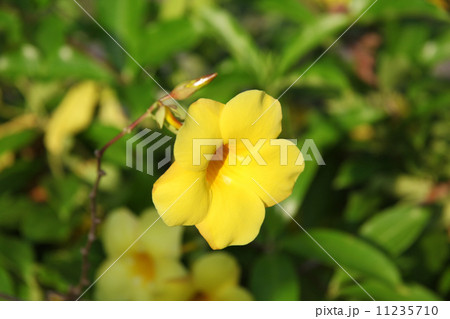 石垣島 オオバナアリアケカズラ の写真素材