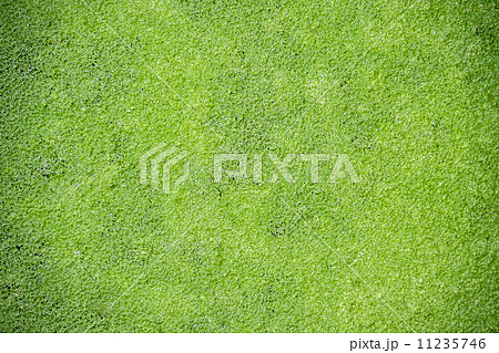 Duckweed 11235746