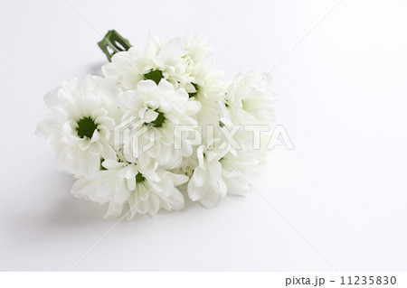 白菊花束 側身整個前面 照片素材 圖片 圖庫