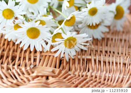 daisy flower with shallow focus 11235910